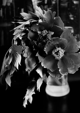 Black peonies