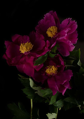 Pink peony