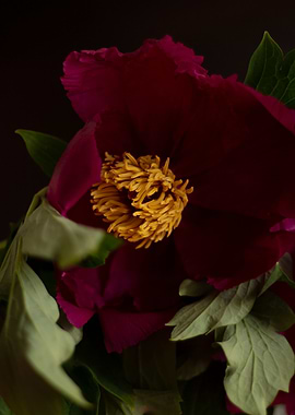 Pink peony 21
