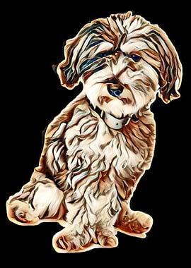 Mixed breed dog MalteseTerrier in front of a white background