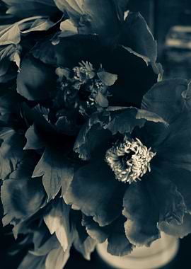 Black peonies