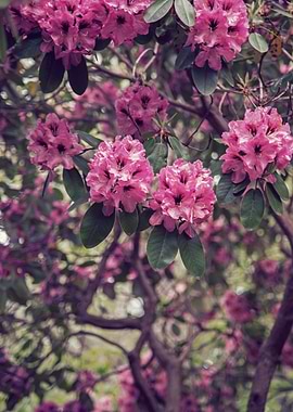 Rhododendrons I