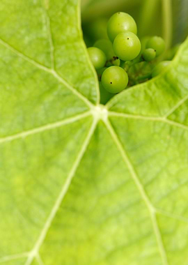 Maturing wine grapes