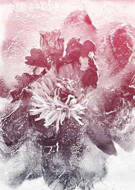 Ice peony