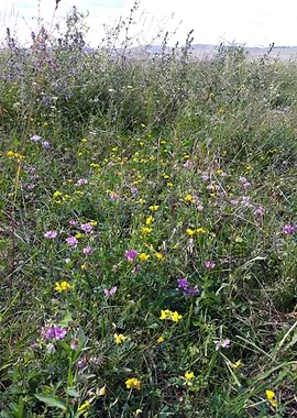 Field flowers in june