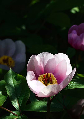 Invitation 4 Meditation 2