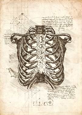 Skeleton ribs sketch