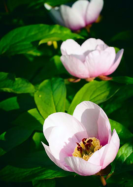 Invitation 4 Meditation 4