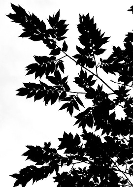 Minimalist Leaves