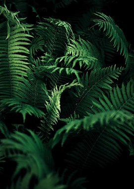 Fern