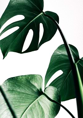 Monstera