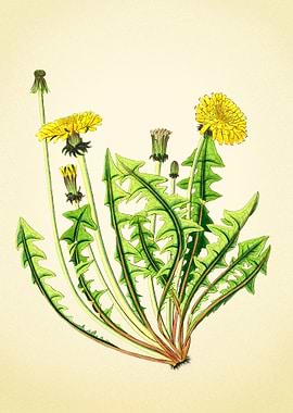 Dandelion