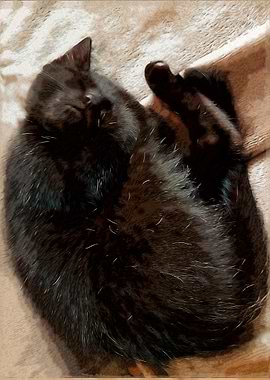 Sleeping Black Kitten