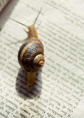 Snail on the book