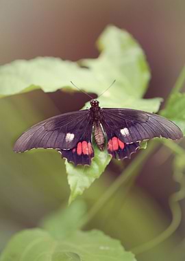 Beautiful black butterfly