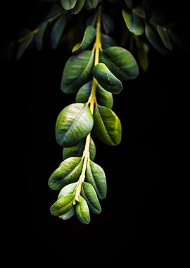 Abstract Green Leaves