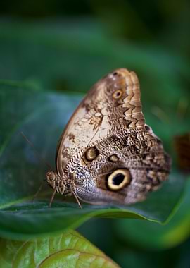 Beautiful butterfly