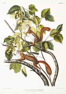 Hudson39S Bay Squirrel Chi