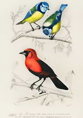 Different Types Of Birds I