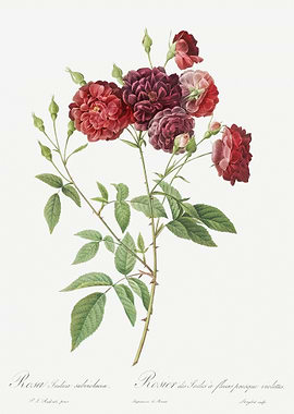 Ternaux Rose In Bloom