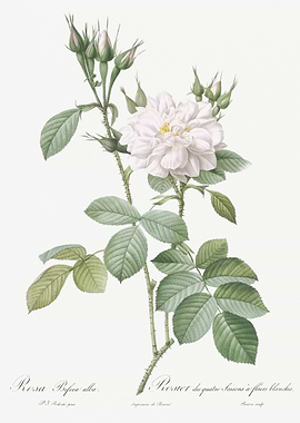 Blooming Autumn Damask Ros