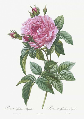 Blooming Pink French Rose