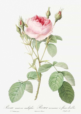 Vintage Rosebush Drawing
