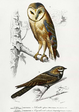 Different Types Of Birds I