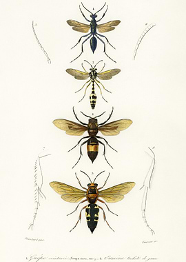 Different Types Of Wasps I