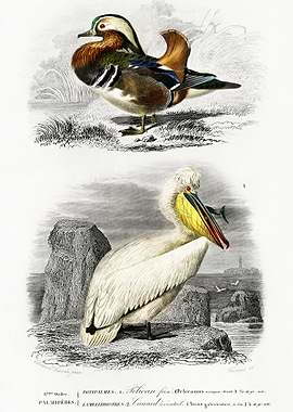 Different Types Of Birds I