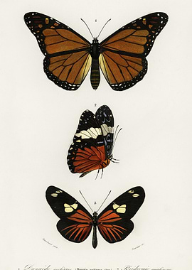 Different Types Of Butterf