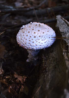 Mushroom 2