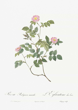 Blooming Pink Rosebush