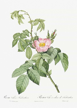 Pink Apple Rose In Bloom