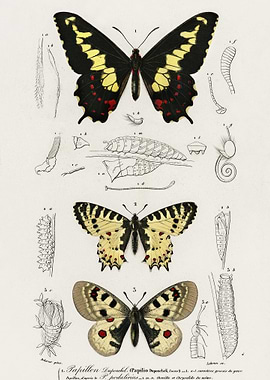 Different Types Of Butterf