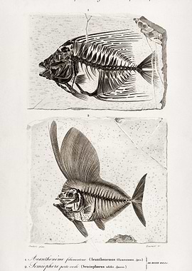 RayFinned Fish Acanthonemu