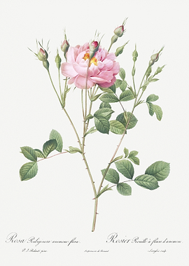 Anemone Flowered Sweetbria