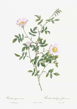 Pink Hedge Rose In Bloom