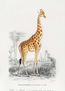 Vintage Giraffe Poster