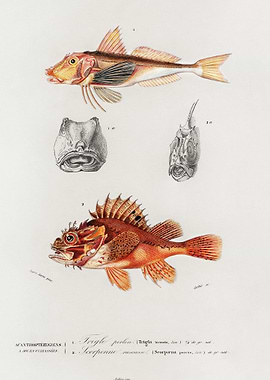 Different Types Of Fishes