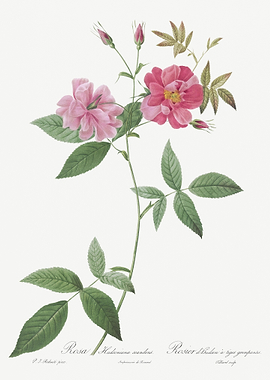 Blooming Hudson Rose