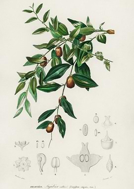 Jujube Red Date Ziziphus V