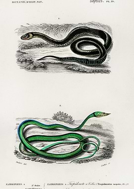 Grass Snake And The Green