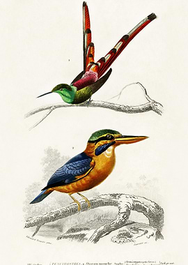 Different Types Of Birds I