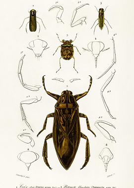 Different Types Of Insects