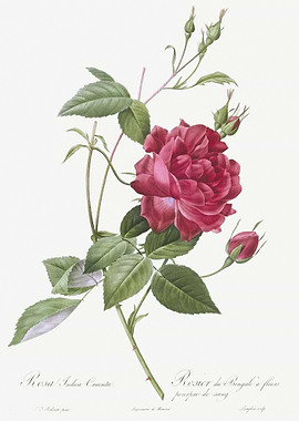 Red Bengal Rose