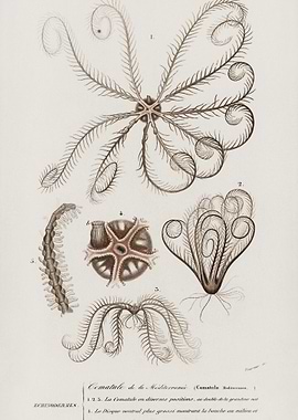 Comatula Mediterranea Illu