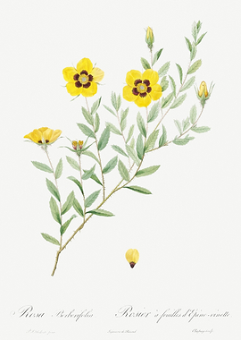 Vintage Rosa Persica Poste