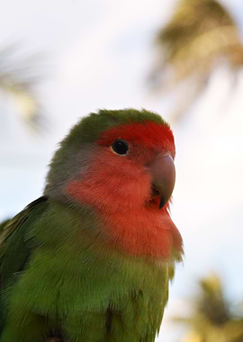 Parrot 8
