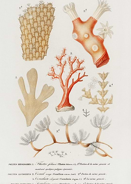 Different Types Of Corals